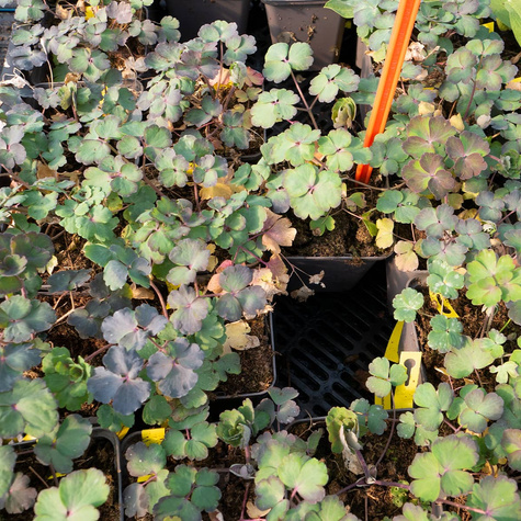 Orlik pospolity mieszanka kolorów i form (C2)