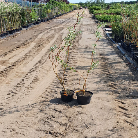 Wierzba erythroflexuosa (C2)