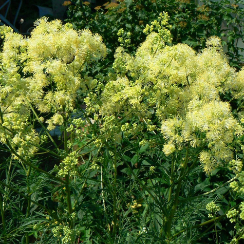 Rutewka żółta Tukker Princess