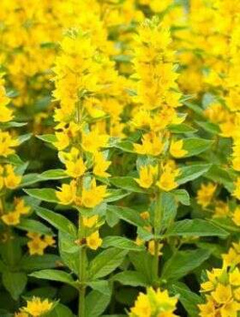 Tojeść kropkowana (C2)