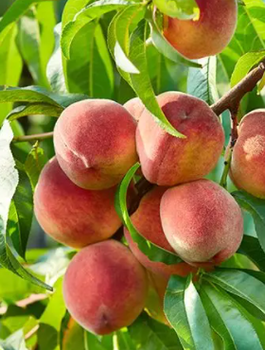 Brzoskwinia kolumnowa Honey karłowa Plant Pack