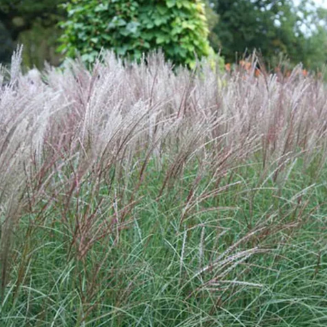 Miskant chiński Kleine Silberspinne (C2)