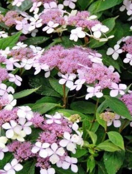 Hortensja piłkowana Rosalba (C2)