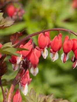 Serduszka okazała Valentine (C2)