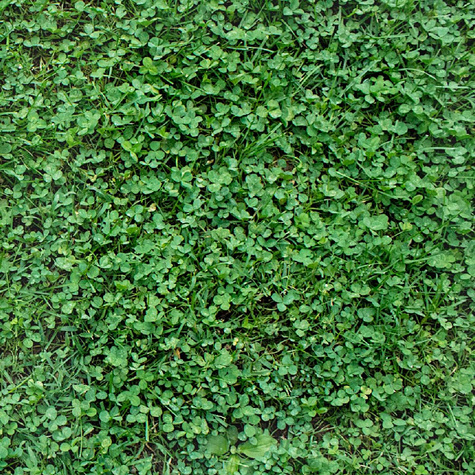 Mieszanka trawnik z mikrokoniczyną 1kg