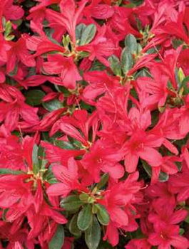 Azalia japońska Toreador (C2)