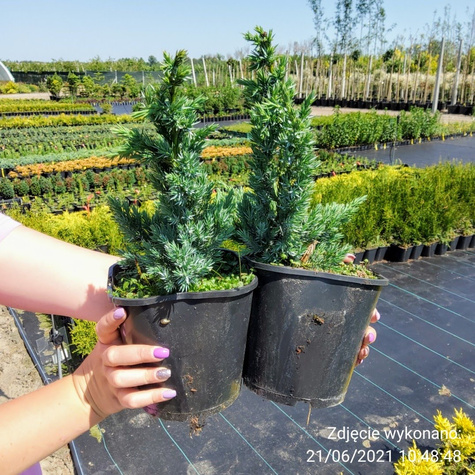 Jałowiec łuskowaty Meyeri stalowo-srebrzysty