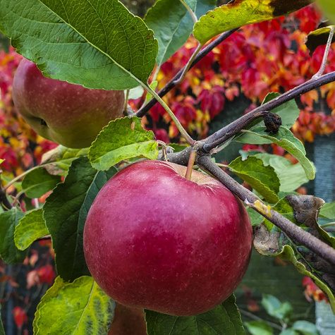 Jabłoń Red Boskoop Plant Pack