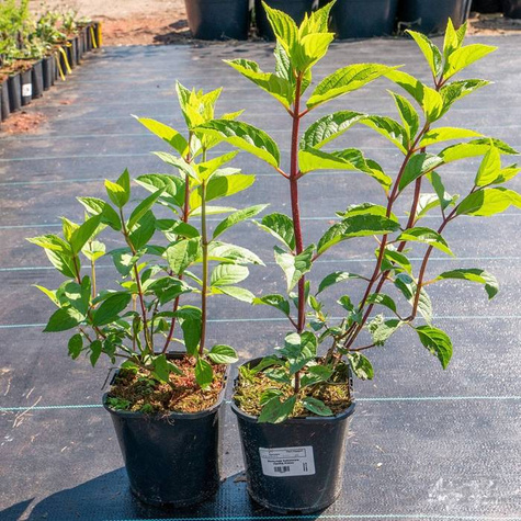 Hortensja bukietowa Living Infinity (C2)