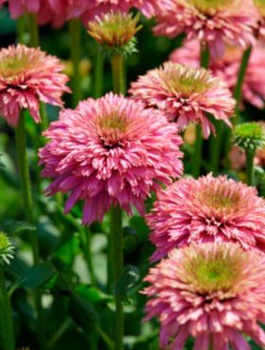 Jeżówka purpurowa Papallo Globe Rose (C2)