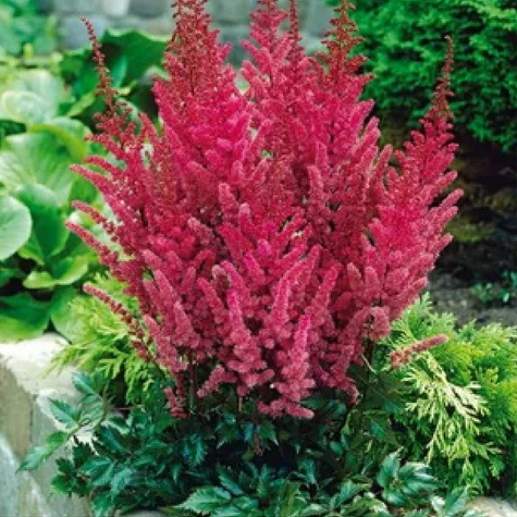 Tawułka japońska Montgomery (C2)