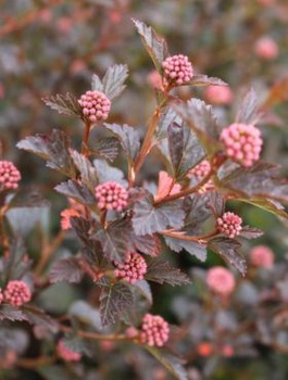 Pęcherznica kalinolistna Tiny Wine (C2)