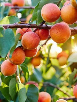 Morela Harcot Plant Pack