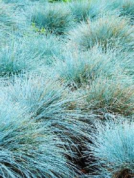 Kostrzewa sina Varna