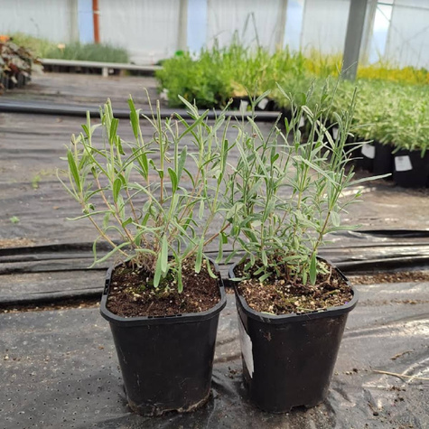 Lawenda wąskolistna lekarska Munstead (C2)