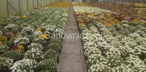 Chryzantema drobnokwiatowa ceglasta (C2) DUŻA ROŚLINA