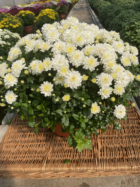 Chryzantema drobnokwiatowa biała DUŻA DONICA