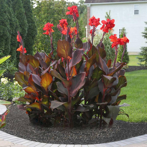 Paciorecznik Canna Kanna Black Knight czerwony