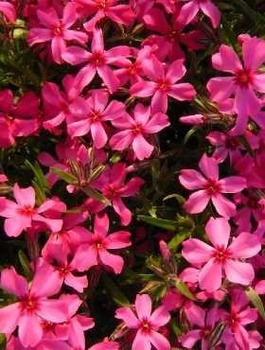 Płomyk szydlasty Floks Atropurpurea (C2)