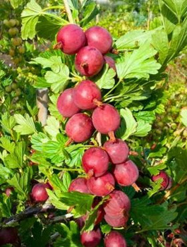 Agrest czerwony Krasnosłowiański Plant Pack