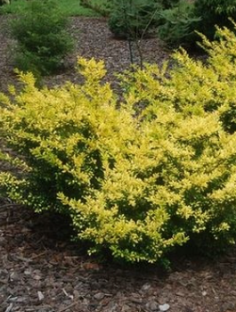 Ostrokrzew bukszpanowy karbowanolistny Golden Gem żeński (C2)