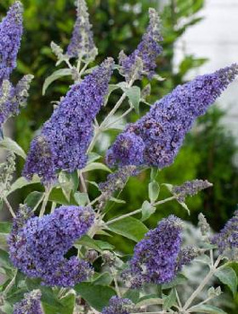 Budleja Dawida Lochinch (C2)