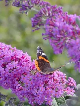 Budleja Dawida Ile de France (C2)