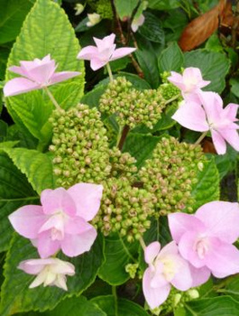 Hortensja ogrodowa Izu No Hana (C2)