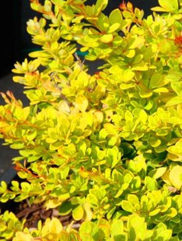 Berberys Thunberga Sunsation - Piękny Cytrynowy (C2)