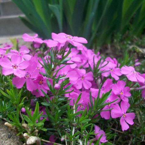 Płomyk szydlasty Floks Purple Beauty (C2)