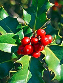 Ostrokrzew kolczasty Alaska (C2)