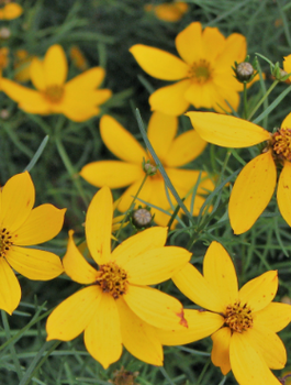 Nachyłek okółkowy Zagreb (C2)