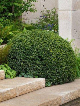 Ostrokrzew bukszpanowy karbowanolistny Stokes (C2)