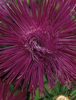 Aster chiński igiełkowy Kometa wisniowo-wrzosowy 0,5 g