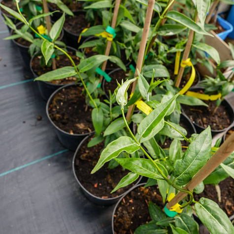 Wiciokrzew Henry'ego P14