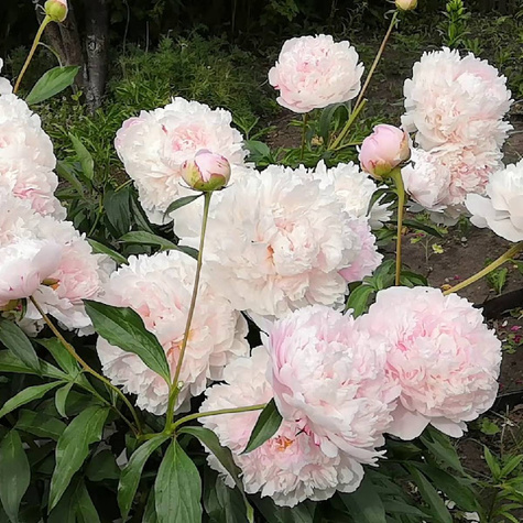 Piwonia chińska Paeonia Shirley Temple (C2)