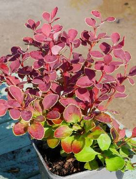 Berberys thunberga Aria (C2)
