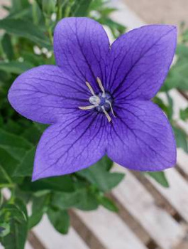 Rozwar Wielokwiatowy mix (C2)