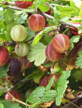 Agrest czerwony Pax Plant Pack