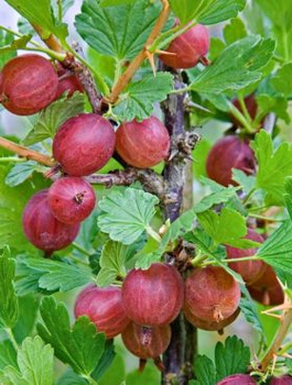 Agrest czerwony Kamieniar w doniczce