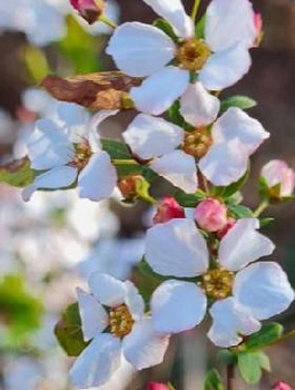 Tawuła Thunberga Fujino Pink (C2)