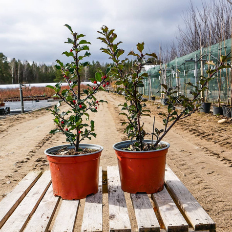 Ostrokrzew Blue Girl (C2)