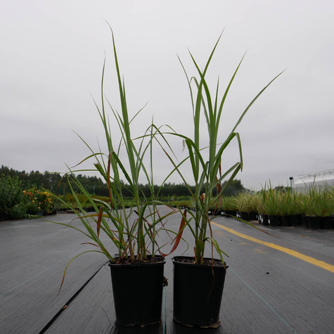 Miskant chiński Roter Pfeil (C2)