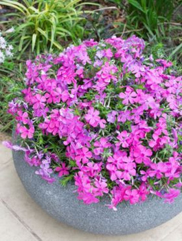 Płomyk szydlasty Floks McDaniel's Cushion (C2)