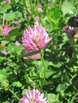 Koniczyna łąkowa cena za 1 kg