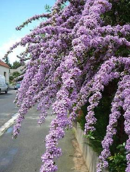 Budleja skrętolistna (C2)