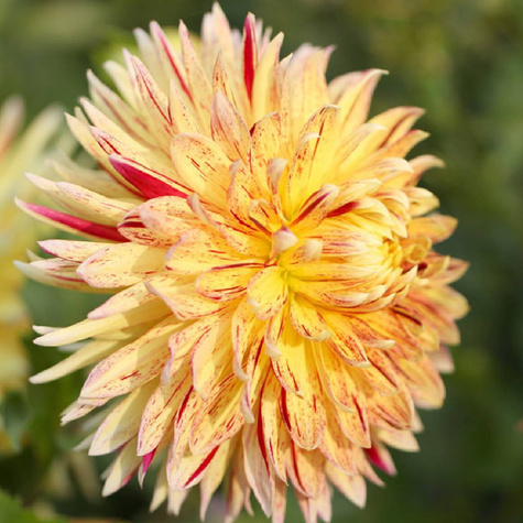 Dalia dekoracyjna Cambrifge żółta nakrapiana