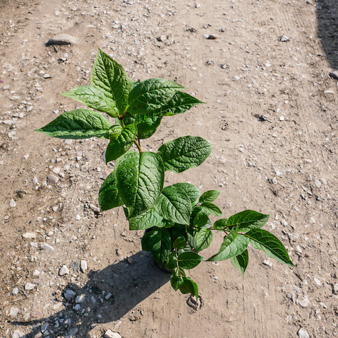 Lilak zwisłokwiatowy zwisający (C1.7)