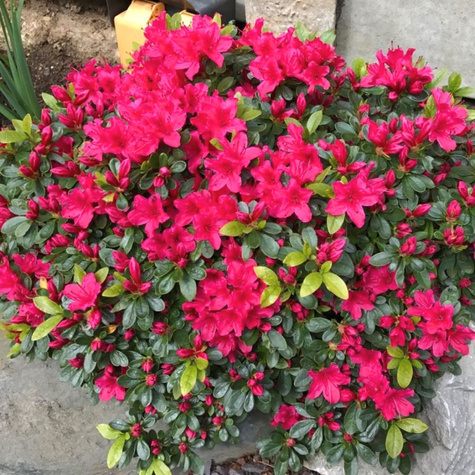 Azalia japońska Allotria