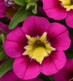 Calibrachoa Mini Surfinia Cabaret Early Bumble Bee Hot Pink różowo-żółta NOWOŚĆ